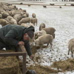 Nueva Zelanda tiene 4,5 ovejas por cada neozelandés