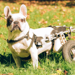 Esto es lo que debes saber sobre las prótesis para perros con discapacidad