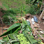 Productores de orégano de Rancho Arriba de Ocoa denuncian pérdidas millonarias y supuestos abusos