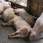 Preocupación en Dajabón por muertes de cerdos; productores claman por ayuda