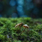 Investigadores convierten un hongo tóxico en un 