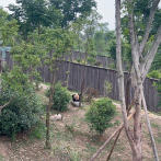 ¿Qué tipo de oso panda eres?