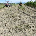Agricultura inicia veda de productos hospederos de la mosca blanca y trips en Azua