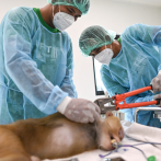 Hospital en Tailandia se dedica a curar a animales explotados y maltratados