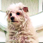 El perro: la manifestación más pura del amor incondicional sobre la tierra