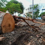 Medio Ambiente autorizó el corte de 901 árboles en el Centro Olímpico