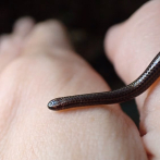 La serpiente más pequeña del mundo reaparece en Barbados tras casi 20 años