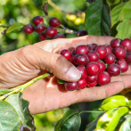 Agricultores advierten que redadas de Trump amenazan la seguridad alimentaria