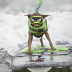 Los perros que surfean las olas compiten en el Campeonato Mundial de Surf Canino