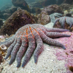 Expertos identifican una bacteria responsable de diezmar las estrellas de mar en Norteamérica