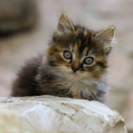 Dos jóvenes irán a prisión por torturar y matar a dos gatos