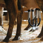 La leche cruda enferma a 21 personas en Florida, entre estos 6 niños