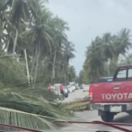 Árboles caídos tras vientos y lluvias por huracán Erin