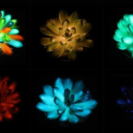 ¿Plantas que brillen en la oscuridad? Más cerca de convertir árboles en farolas