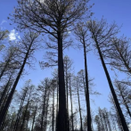 ¿Cómo se recuperan los arboles tras el paso de las llamas del fuego en un incendio?