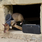 Ratas detectan minas terrestres y tuberculosis