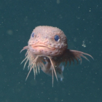 Nueva especie de pez descubierto a más de 3,200 metros de profundidad