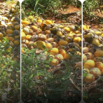 Más de 80 productores denuncian pérdidas millonarias en cosecha de mango en Pedernales