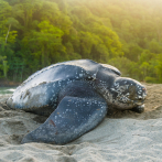 Tortuga tinglar, especie marina en peligro crítico de extinción