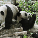 Zoo de Francia devuelve a China un panda enfermo y su pareja