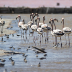 Para proteger a los flamencos, limpian las playas de utensilios de pesca en Las Salinas de Baní