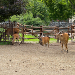 Eutanasia animal: control poblacional vs. vínculo emocional
