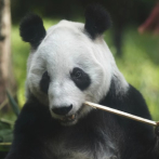Xin Xin, la última panda gigante de América Latina tiene 35 años y vive en México
