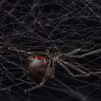 Viudas negras atraen a los machos con su olor a pies