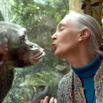 Muere Jane Goodall, pionera en estudio de los chimpancés