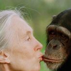 La ONU lamenta la muerte de Jane Goodall y aplaude su trabajo “incansable” por el planeta