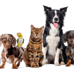 Bendición de las mascotas, este sábado 4 de octubre