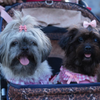 Invitan al Animal Fest 2025, primer festival dedicado a los animales