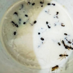 Las hormigas pueden utilizarse para hacer yogur