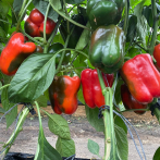 Productores de Ocoa deploran falta de mercado para vender sus productos