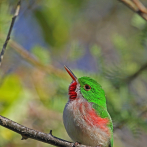 Conoce el barrancolí, mascota de los XXV Juegos Centroamericanos y del Caribe