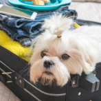Un perro tiene el mismo valor que una maleta facturada en un vuelo, estima la justicia europea