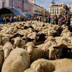 Ovejas y cabras se adueñan de calles de Madrid en festival que honra la ruralidad