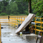 Pequeñas vidas bajo la lluvia: los animalitos durante la tormenta tropical Melissa