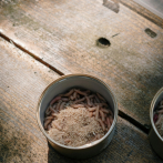 ¿Tuviste un sueño con gusanos? Descubre qué significa esto