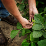 Soya sostenible de Estados Unidos: proteína clave para una producción responsable