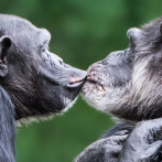 El primer beso en la boca podría remontarse a 21 millones de años, según estudios