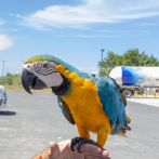 Medio Ambiente hace llamado al registro obligatorio de animales exóticos en el país