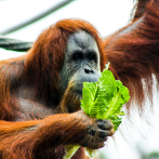 Los orangutanes poseen un 'catálogo mental' para saber qué comer cuando se independizan