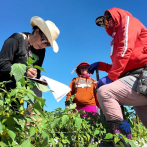 Trump propone reducir salarios a campesinos con visa H-2A