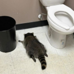 ¡Insolito! Un mapache se emborracha en licorería de Virginia y se desmaya en suelo de un baño