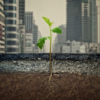 ‘Suelos sanos para ciudades saludables’