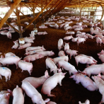 Ganadería justifica la prohibición del traslado de cerdos vivos en el interior