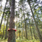 ONU: Invertir en medioambiente puede aumentar el PIB mundial y evitar millones de muertes