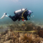 Fertilización asistida de corales ofrece esperanza en el país mientras arrecifes desaparecen