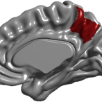 Anatomía cerebral encargada de percepción corporal, consciencia y memoria se define antes de nacer
